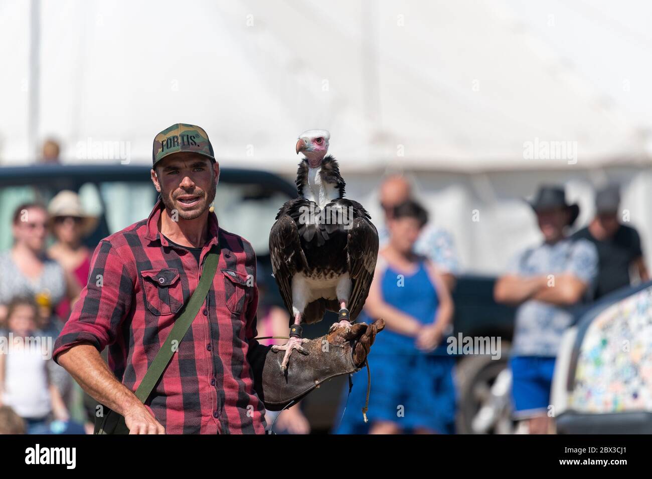 Blandford Forum.Dorset.United Kingdom.24 août 2019.UN vautour à capuchon (necrosyrtes monachus) est perché sur le bras d'une falconer dans un démon de fauconnerie Banque D'Images