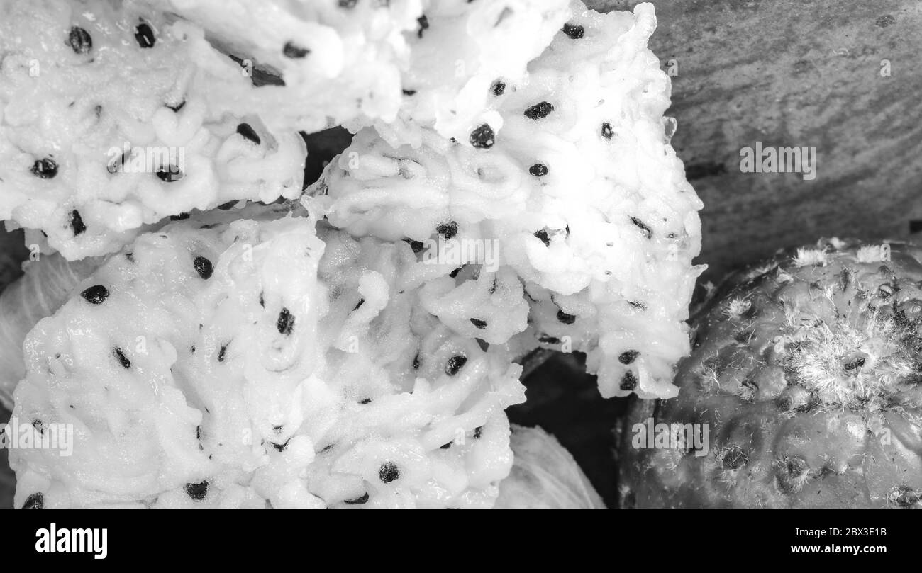 Un fruit très spécial d'un cactus mexicain natif. Sa texture est étonnante. Banque D'Images