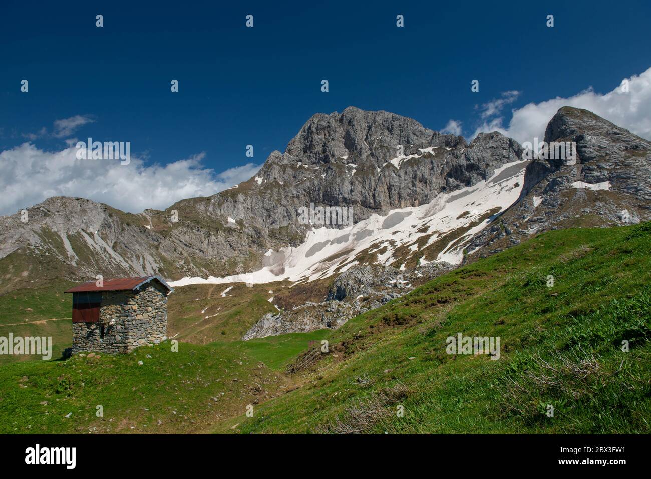 pâturages fleuris dans les montagnes Banque D'Images