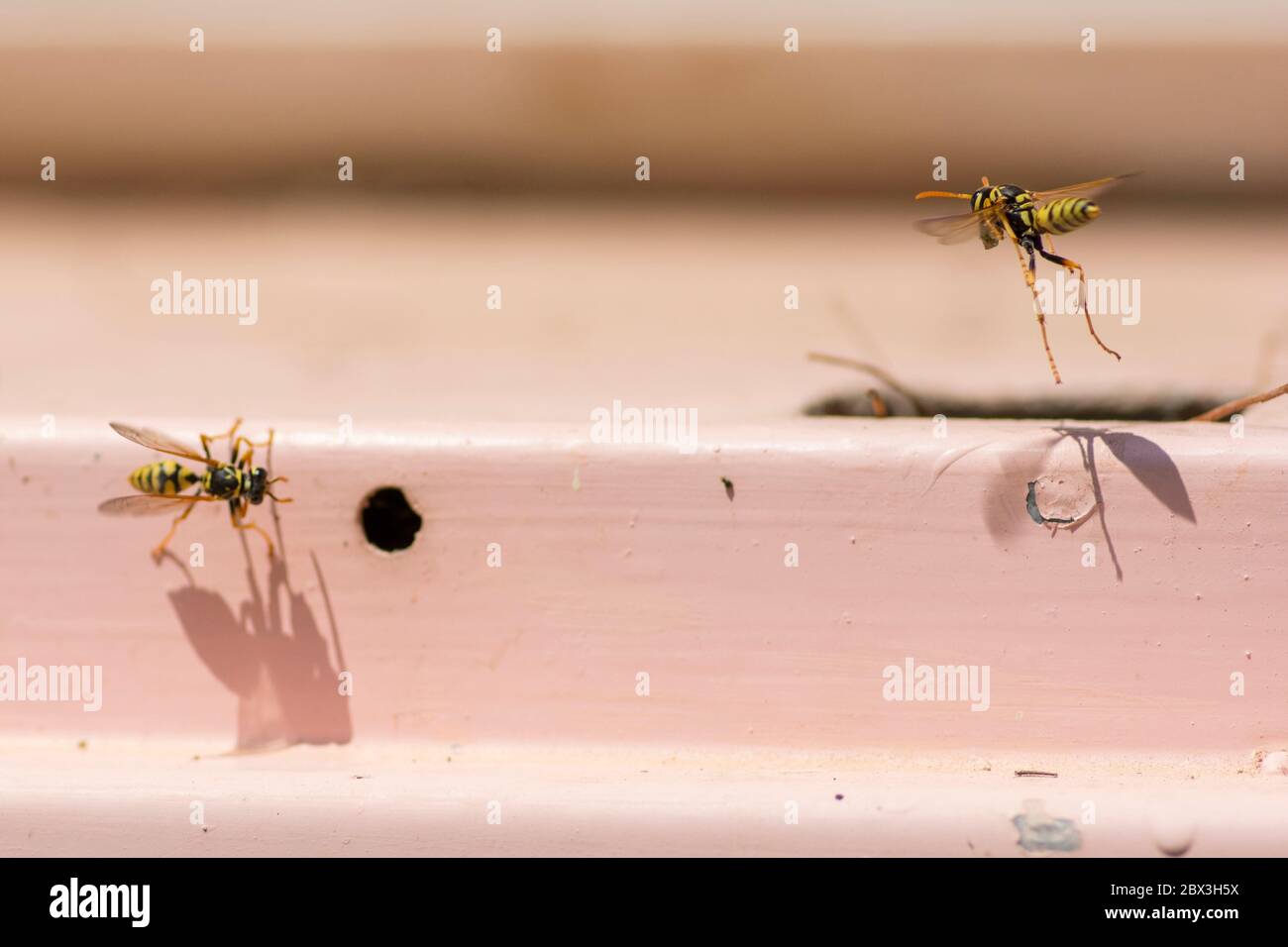 Deux guêpes en papier européen (Polistes dominula) volent autour d'un petit nid Banque D'Images