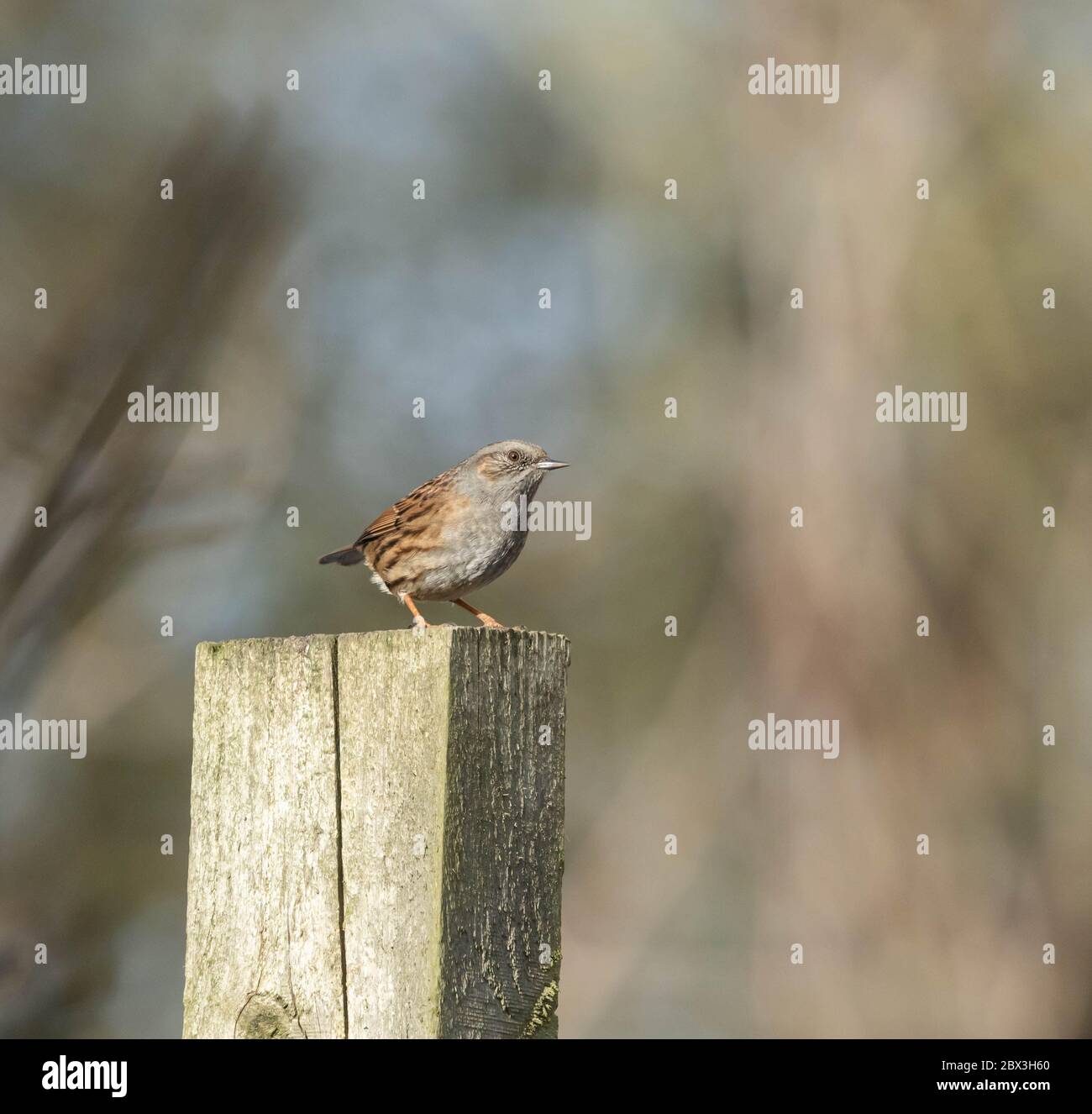 Un dunnock (Royaume-Uni) perché sur un poste de clôture. Banque D'Images