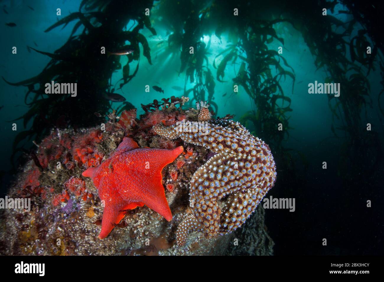 Les poissons-étoiles s'accrochent au fond marin dans une forêt de varech géant, Macrocystis pyrifera. Diverses forêts de varech poussent le long de la côte sauvage de la Californie. Banque D'Images