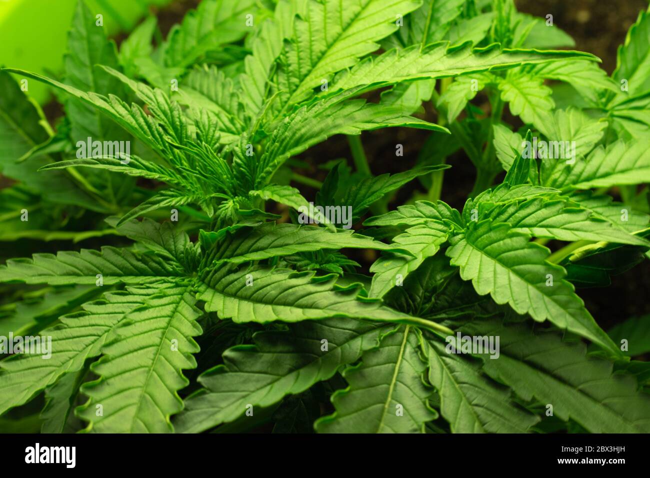 Culture de cannabis biologique. Vue rapprochée du dessus. Feuilles de marijuana médicale. Banque D'Images