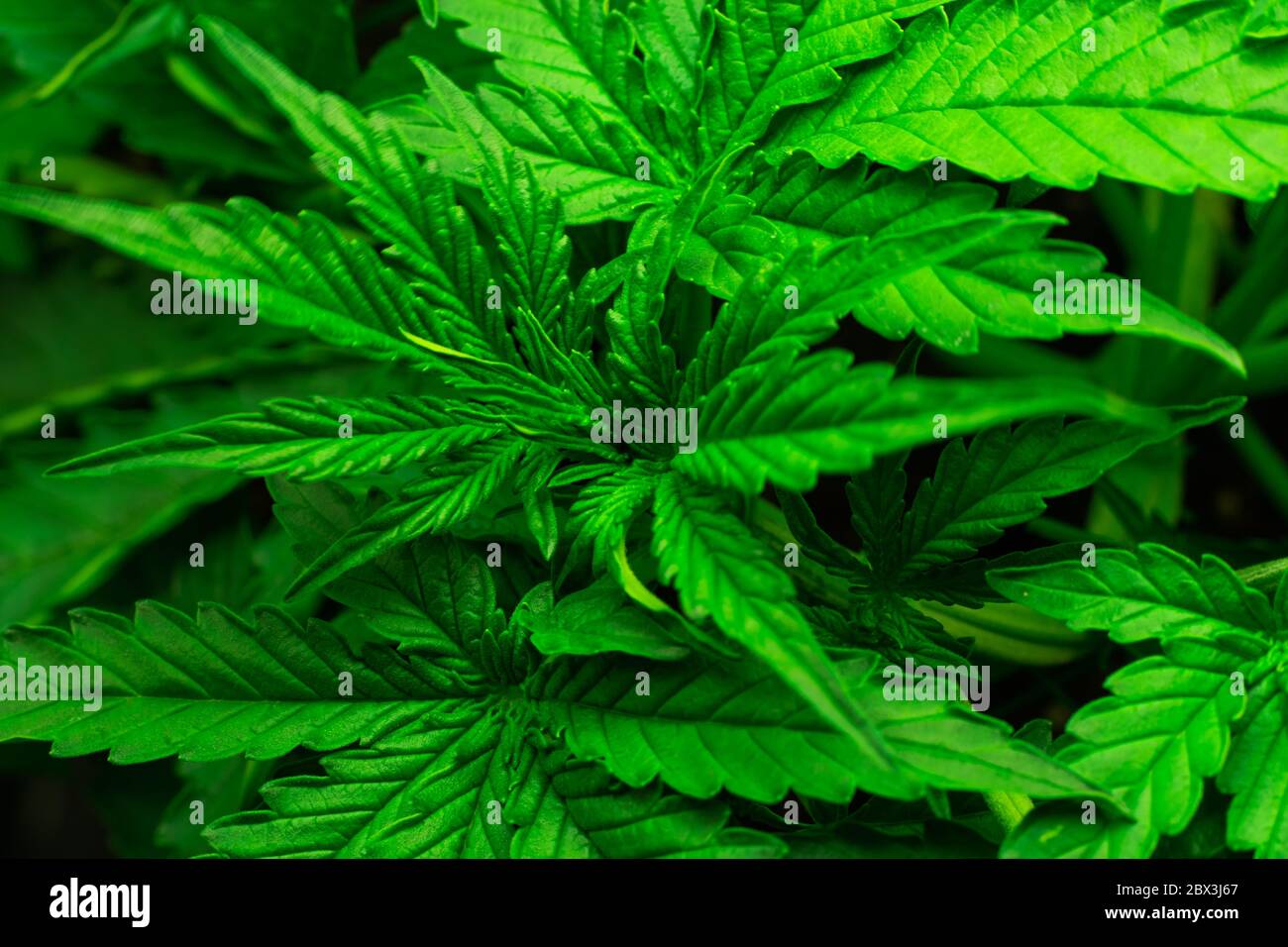 Jeune plante verte de marijuana. Culture du cannabis. Banque D'Images