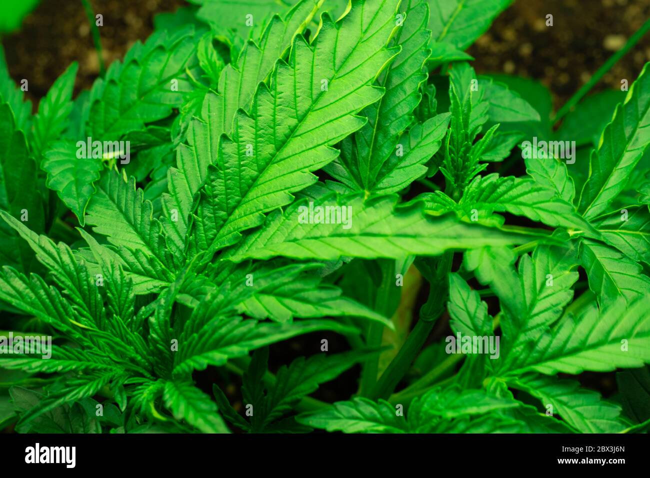 Feuilles de cannabis vert sativa. Production légale de médicaments. Culture de chanvre à usage médical. Banque D'Images