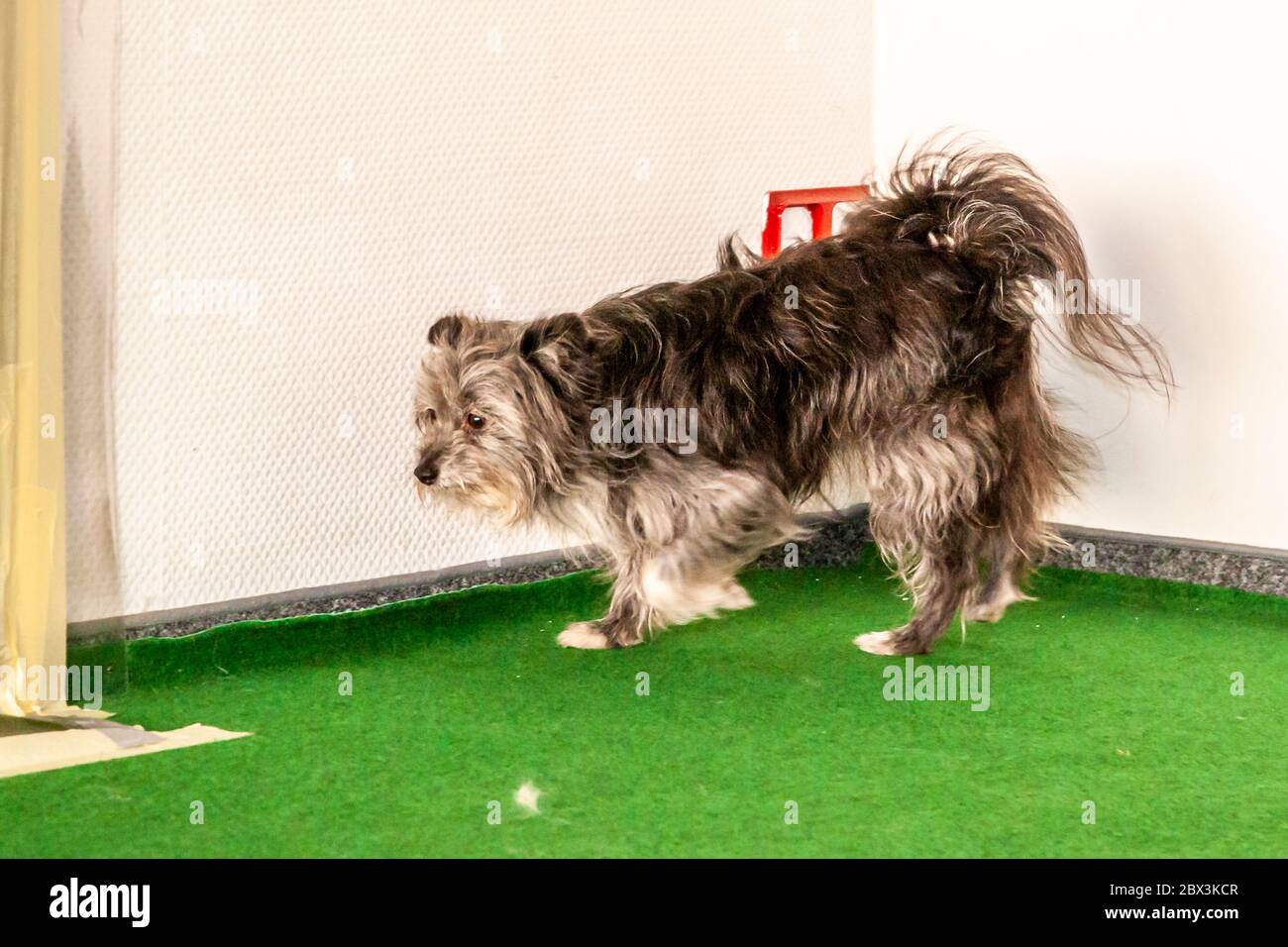 Examen des chiens de détection de moisissures à Dortmund, Allemagne Banque D'Images