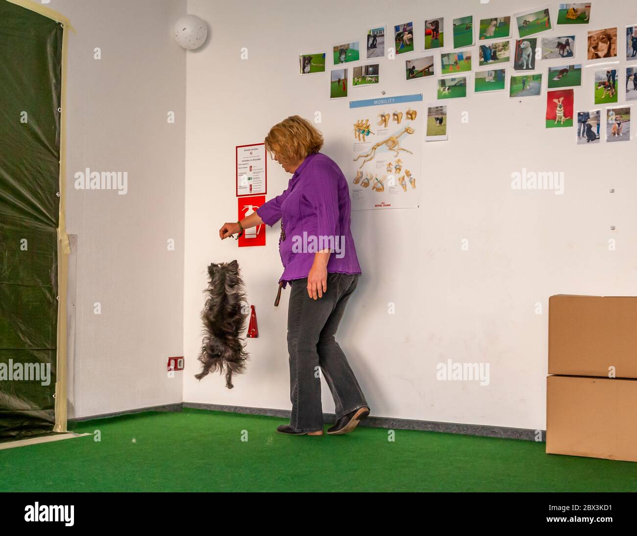 Le chien signale la moisissure à haute altitude lors de l'examen des chiens de détection de moisissures à Dortmund, en Allemagne Banque D'Images