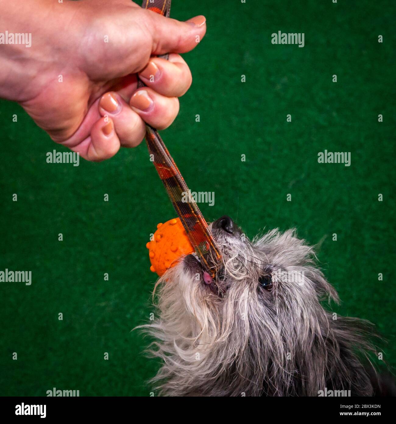 Récompense après le test. Examen des chiens de détection de moisissures à Dortmund, Allemagne Banque D'Images