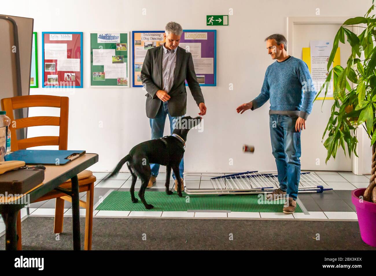 Test de caractère pendant l'examen comme chien de détection de moule à Dortmund, Allemagne Banque D'Images
