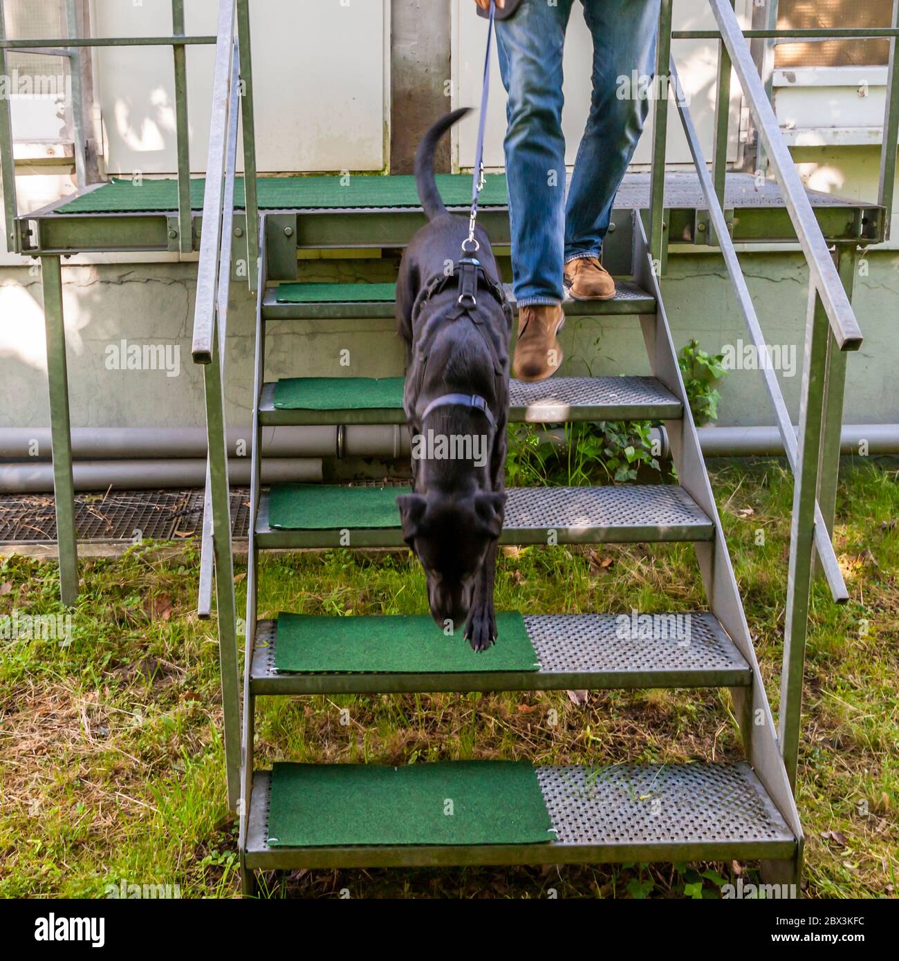 Examen des chiens de détection de moisissures à Dortmund, Allemagne Banque D'Images