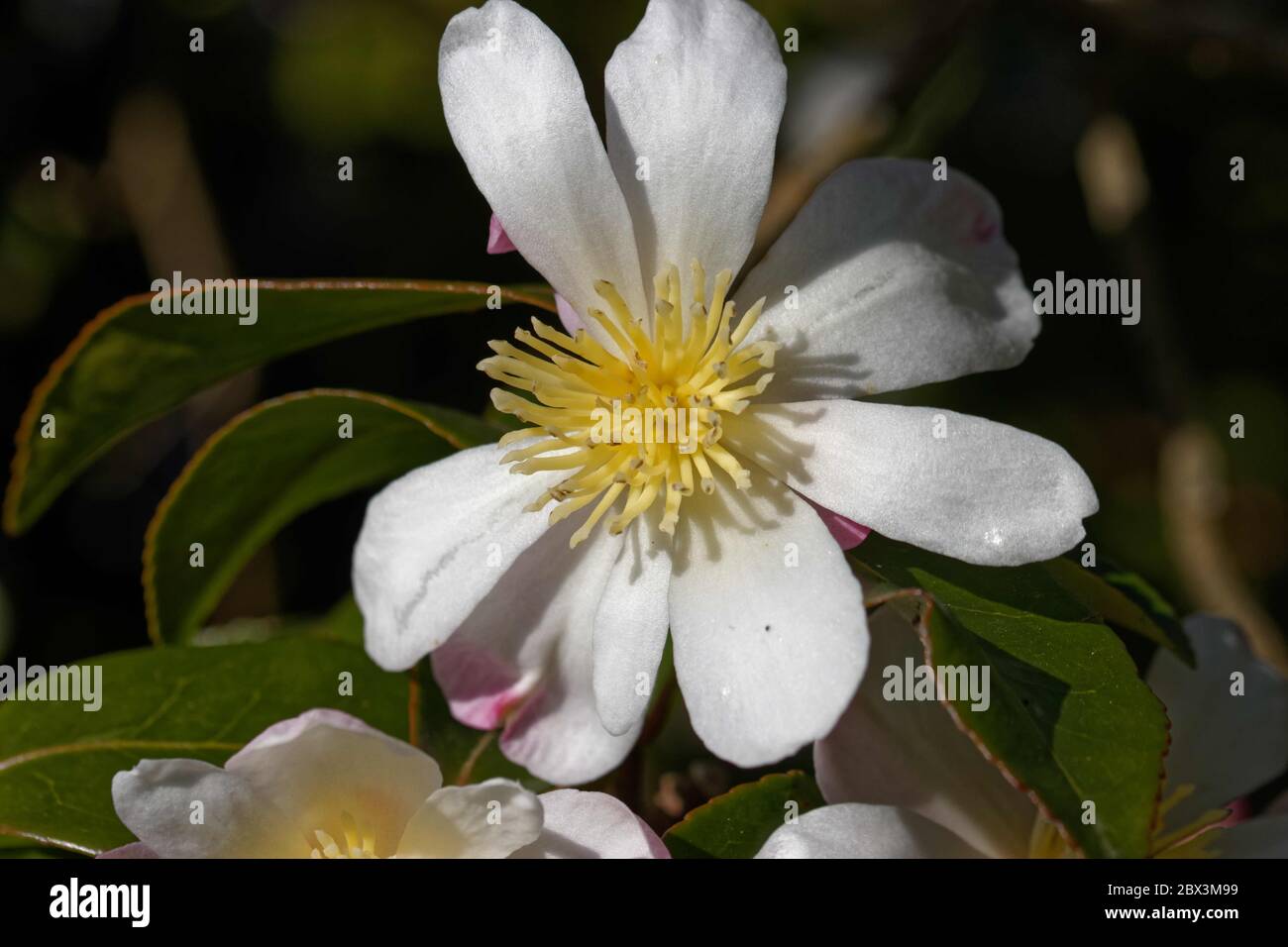Camellia sasanqua 'Rainbow' est un arbuste vigoureux et droit, qui produit des fleurs blanches uniques parfumées aux étamines jaunes d'or. Banque D'Images