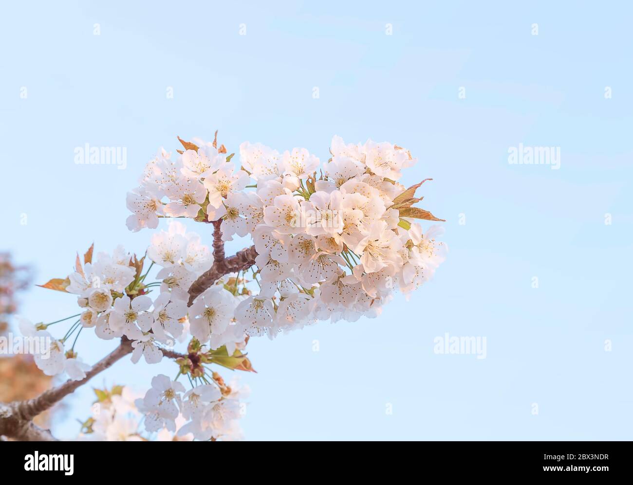 Branche de cerisier en fleurs, fleurs les fleurs sont en pleine floraison. Banque D'Images