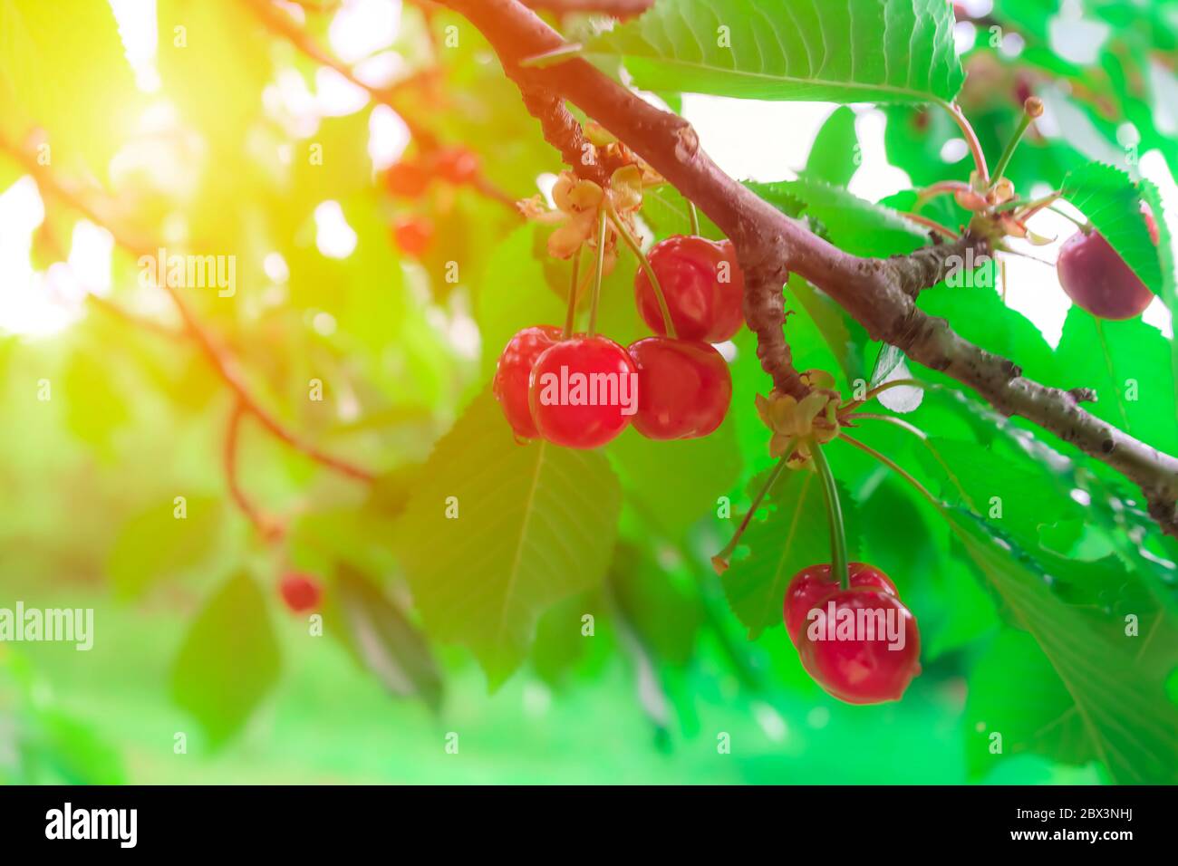 Cerises sur l'arbre de cerise de la direction générale dans un verger pour la cueillette. Le mûrissement cerisier avec gouttes de rosée sur la brindille dans le jardin. Cerise noire avec des gouttes en ou Banque D'Images