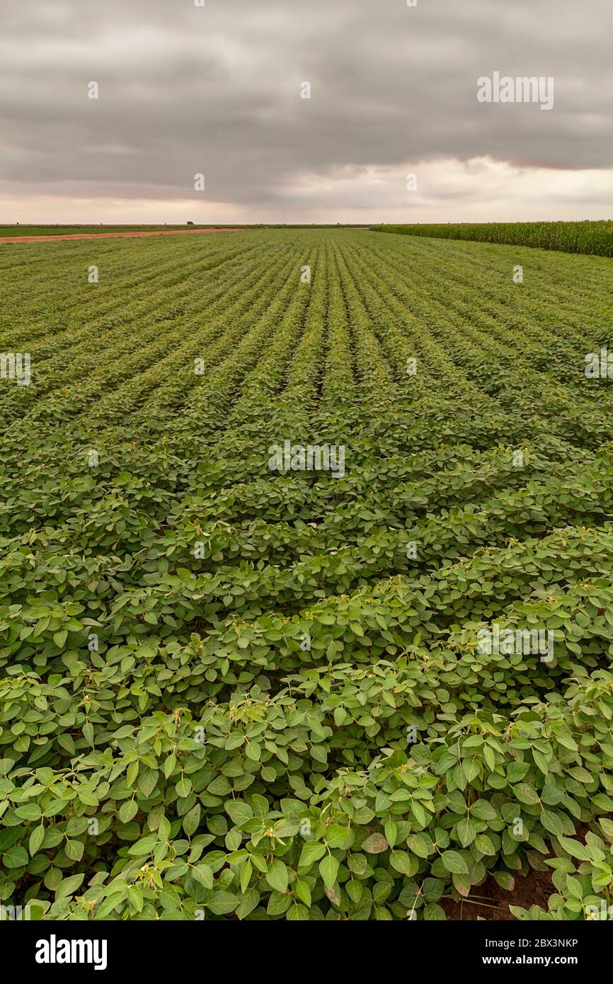 Plantation de soja agricoles. De plus en plus vert le soja plante. Droit Banque D'Images