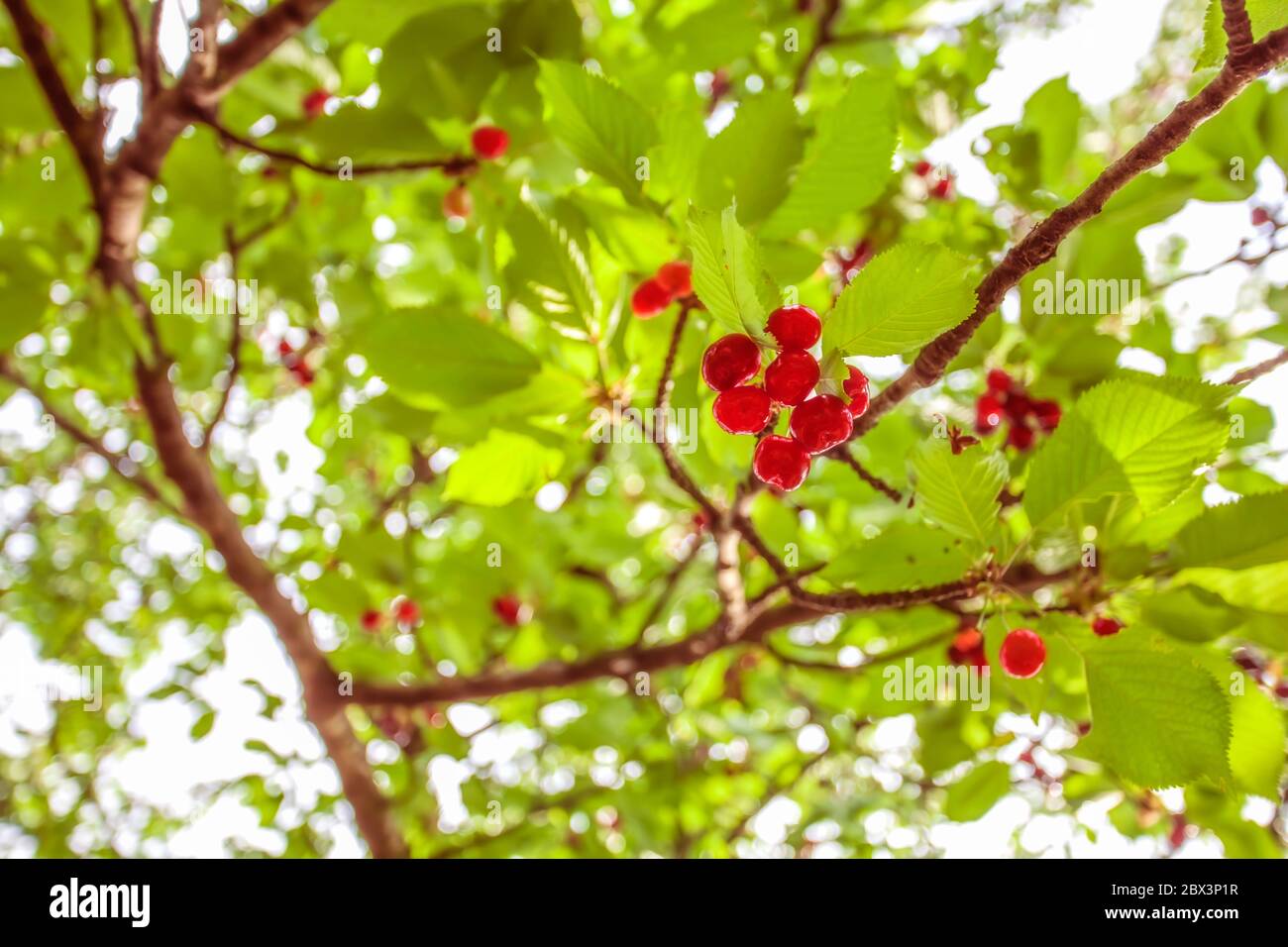 Cerises sur l'arbre de cerise de la direction générale dans un verger pour la cueillette. Cerise sur le mûrissement de la brindille dans le jardin en été. Feuilles vertes floues backgrou Banque D'Images