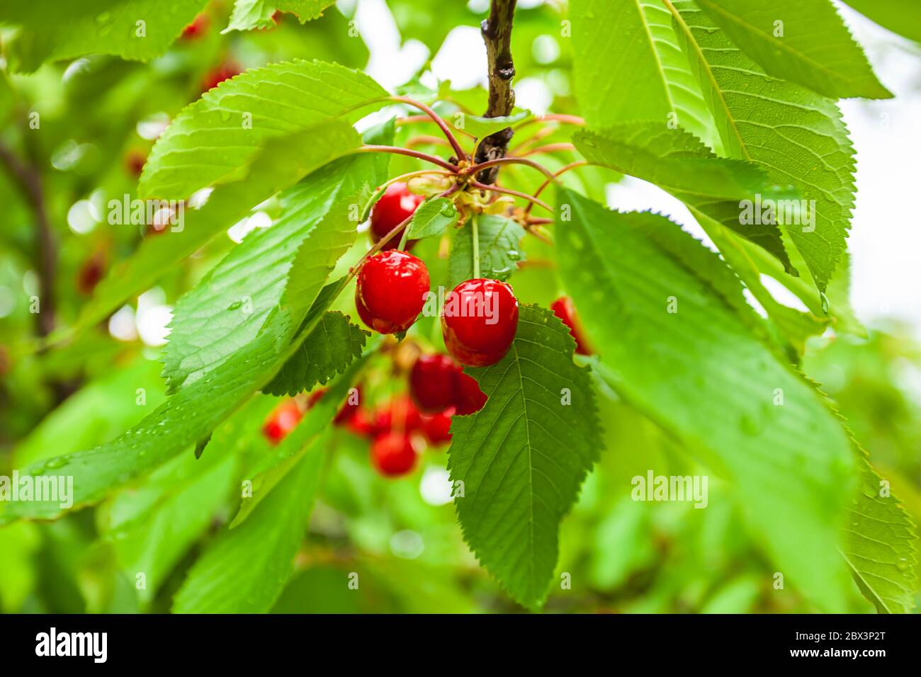 Cerises sur l'arbre de cerise de la direction générale dans un verger pour la cueillette. Cerise sur le mûrissement de la brindille dans le jardin en été. Feuilles vertes floues backgrou Banque D'Images