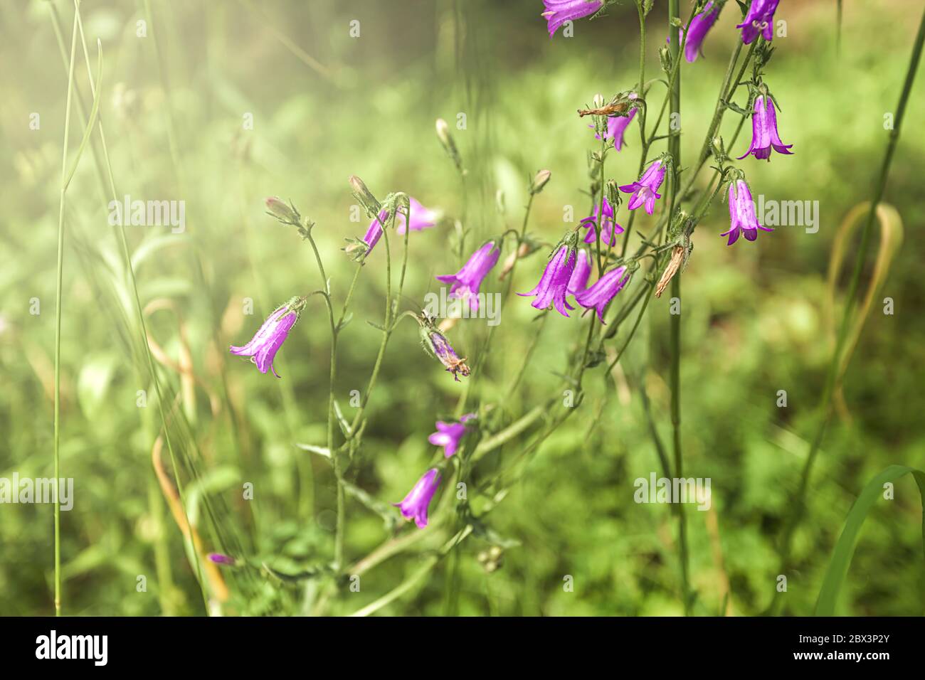Bell sauvages fleurs violettes en prairie. Campanules dans le domaine avec la lumière du soleil Banque D'Images