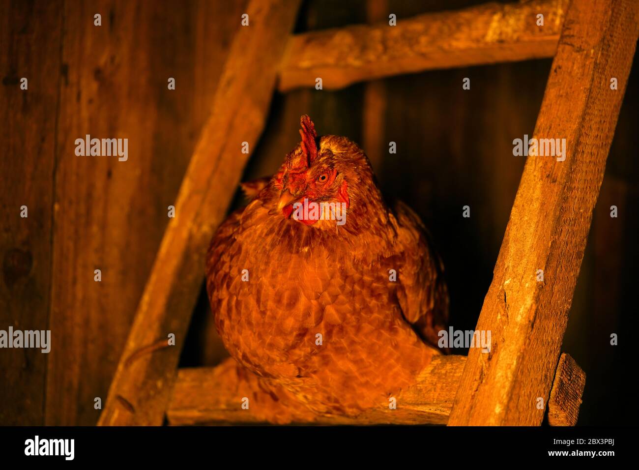 Gros plan du poulet adulte en coop la nuit. Banque D'Images