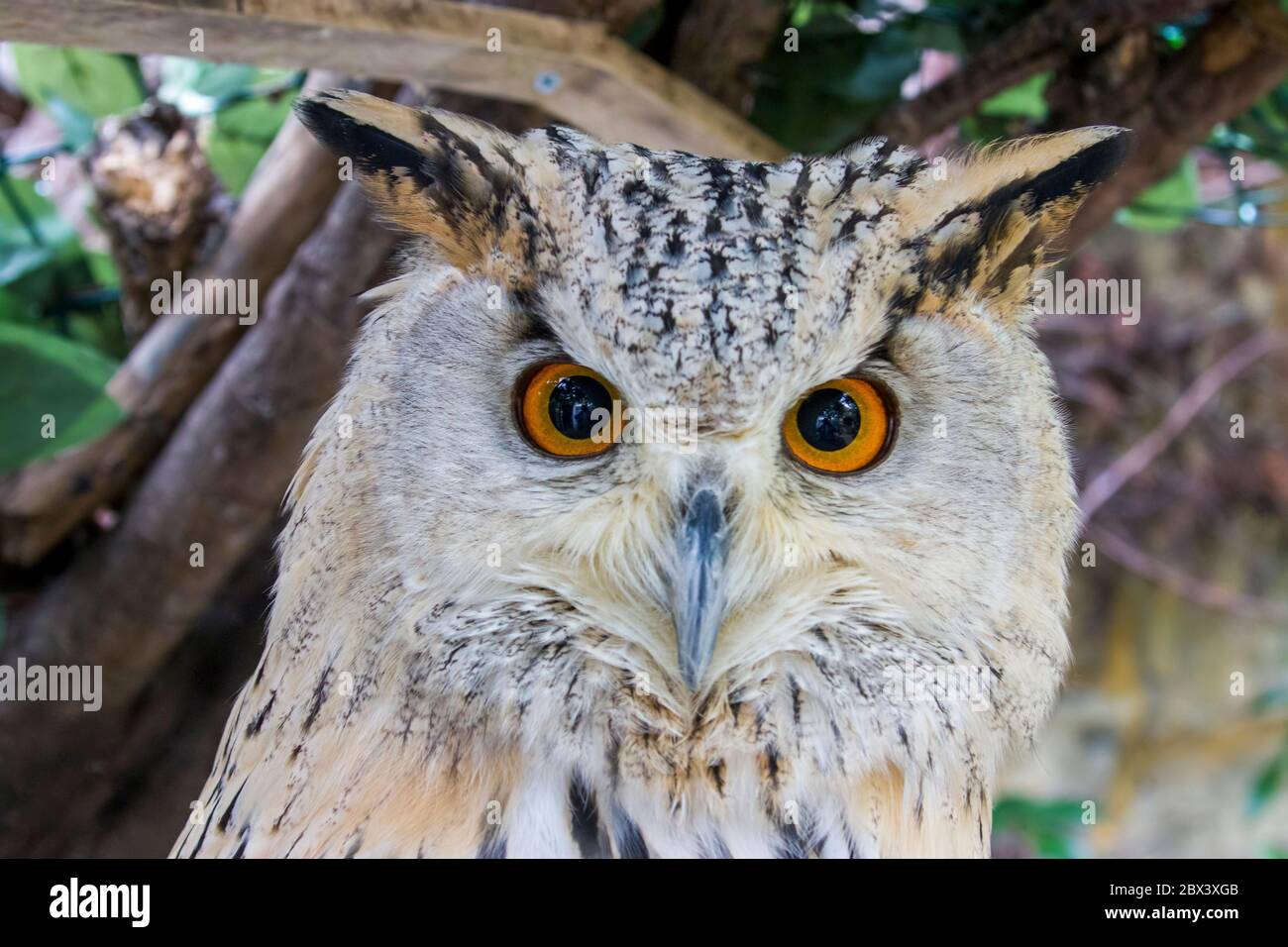 Image rapprochée de l'aigle-hibou de Sibérie occidentale (Bubo bubo sibiricus). C'est une sous-espèce de la chouette eurasienne, la plus pâle. Banque D'Images