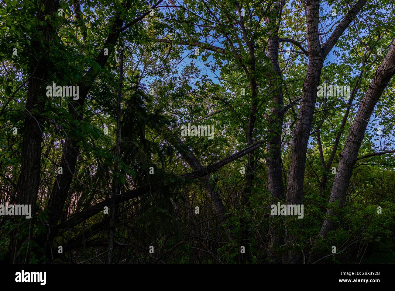 Vue à travers les arbres dans la zone boisée où certains des arbres sont morts et tombés avec le ciel bleu foncé de nuit dans l'arrière-plan Banque D'Images