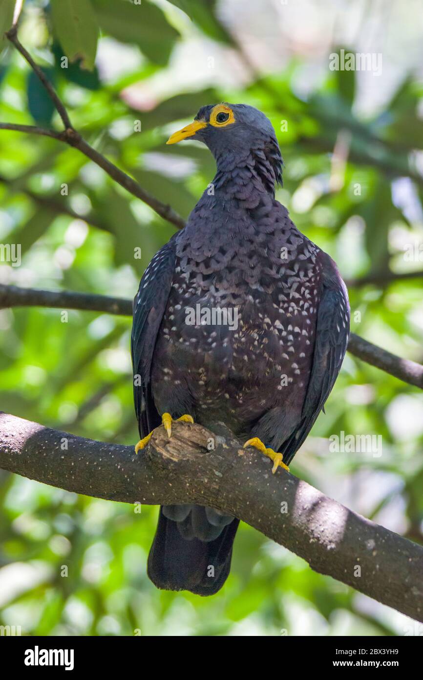 L'image de gros plan de l'Olive Pigeon Africain (Columba arquatrix). C'est un pigeon qui est un oiseau reproducteur résident dans une grande partie de l'Afrique orientale et australe Banque D'Images