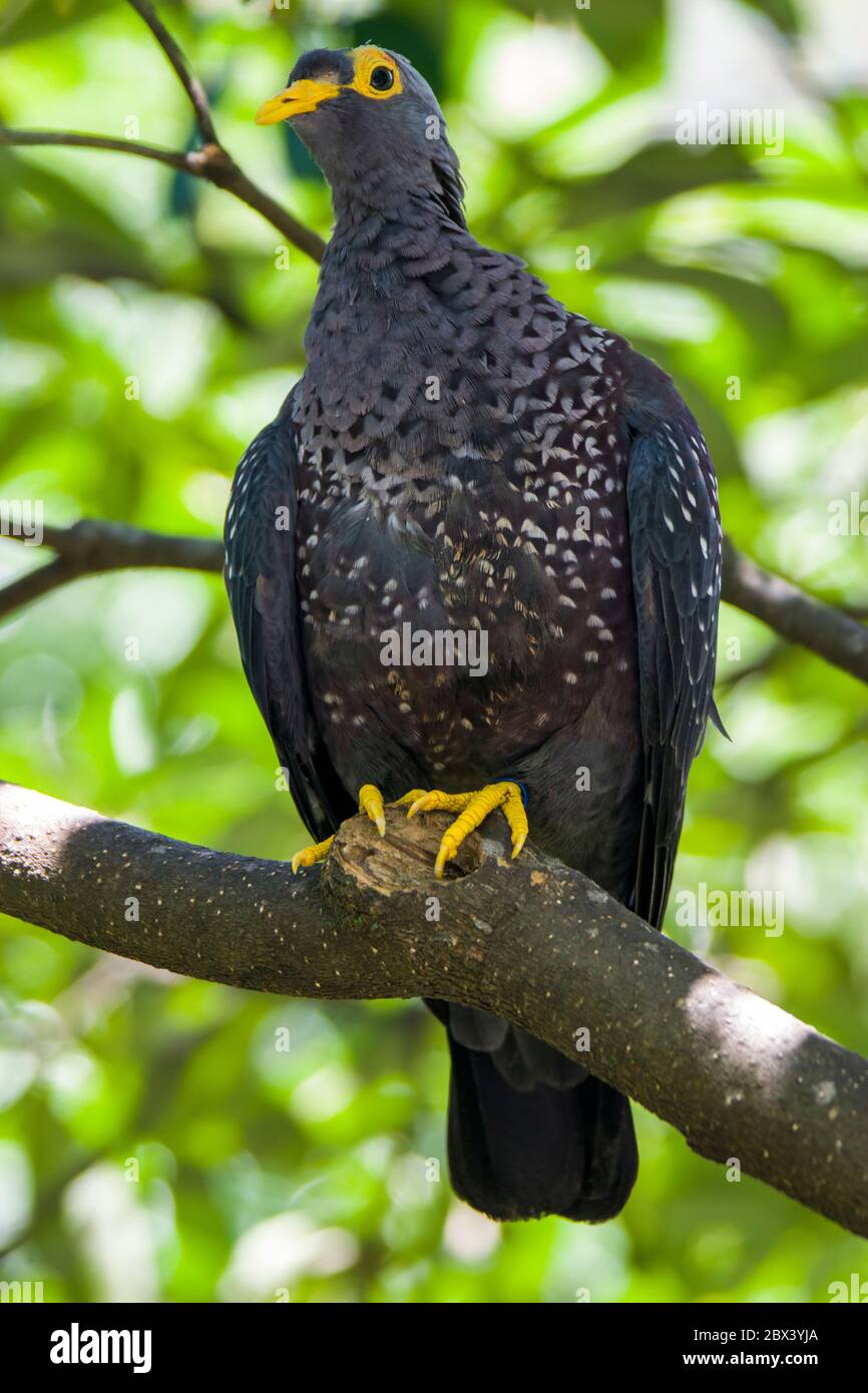 L'image de gros plan de l'Olive Pigeon Africain (Columba arquatrix). C'est un pigeon qui est un oiseau reproducteur résident dans une grande partie de l'Afrique orientale et australe Banque D'Images