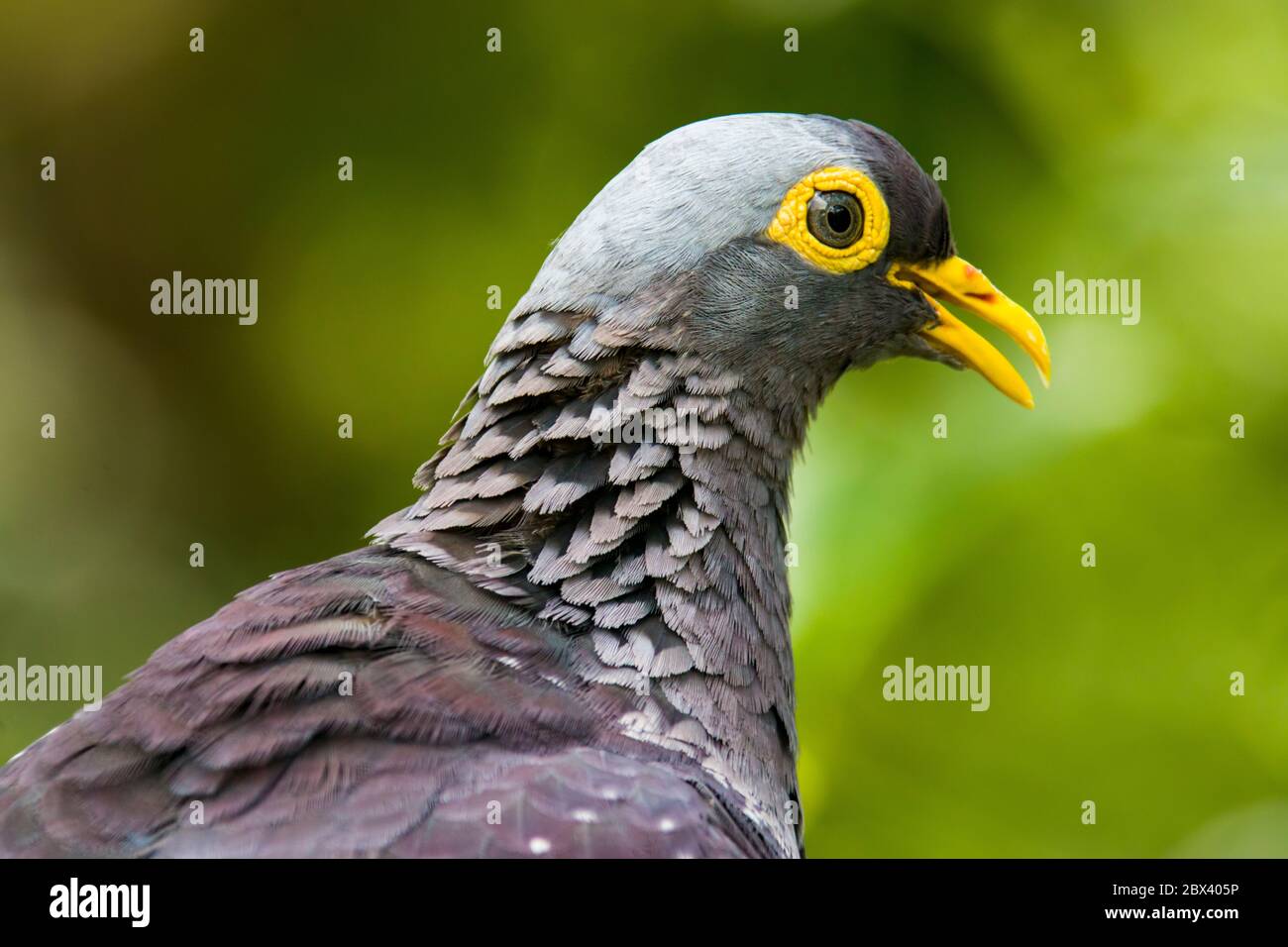 L'image de gros plan de l'Olive Pigeon Africain (Columba arquatrix). C'est un pigeon qui est un oiseau reproducteur résident dans une grande partie de l'Afrique orientale et australe Banque D'Images