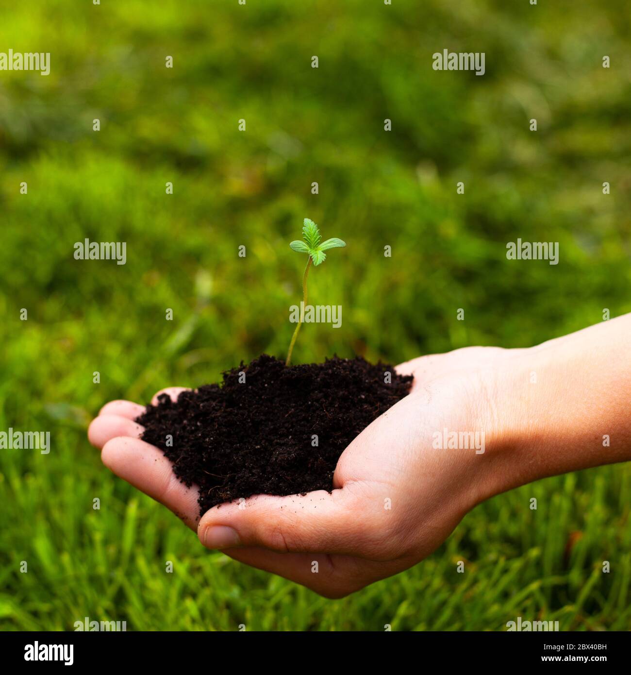 jeune plante de marijuana dans le palmier sur fond d'herbe verte gros plan. sprout chanvre médical dans les mains. Banque D'Images
