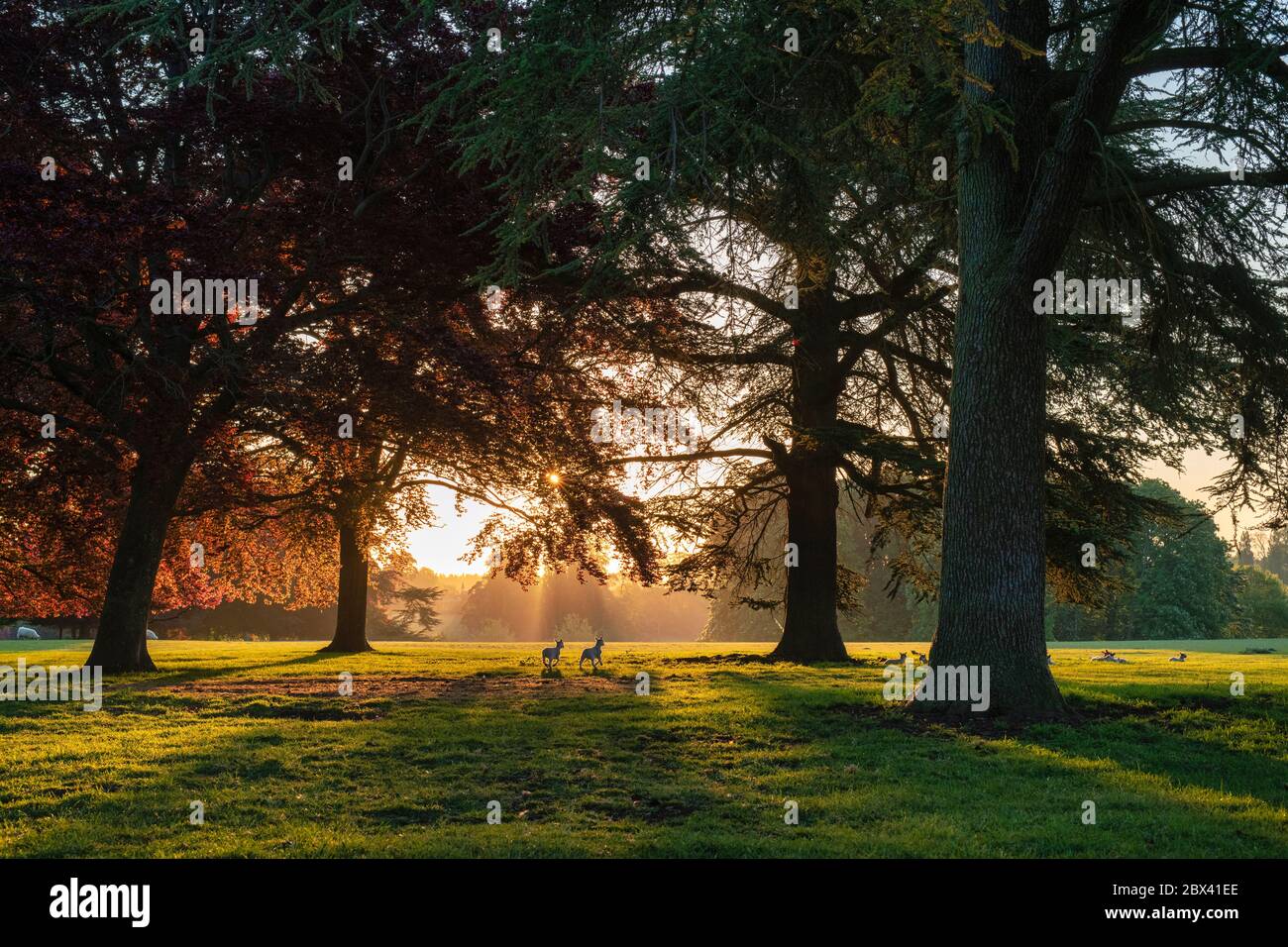 Lever du soleil de printemps à travers le parc du palais de Blenheim. Oxfordshire, Angleterre Banque D'Images
