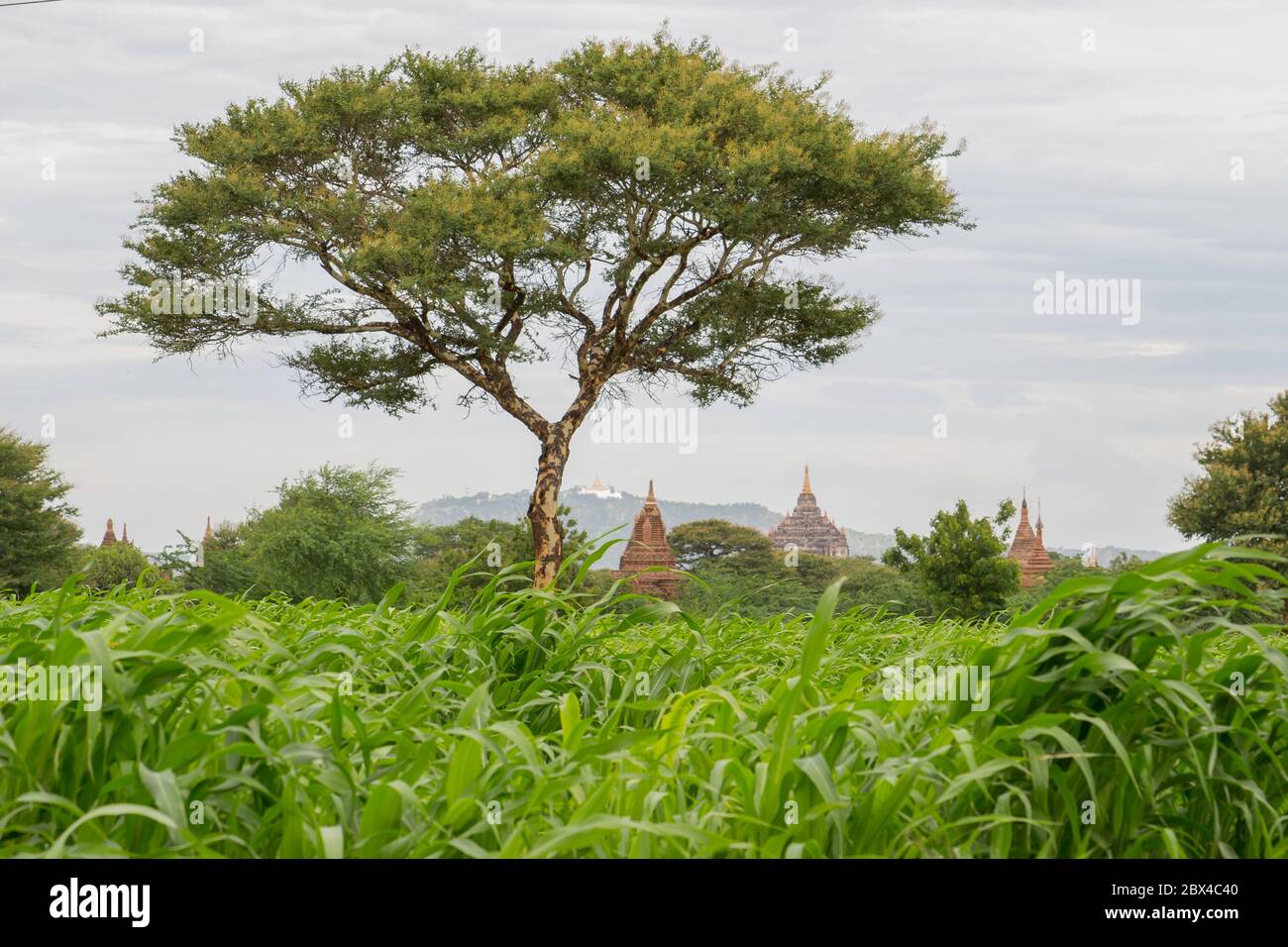 Bagan est une ville ancienne classée au patrimoine mondial de l'UNESCO et située dans la région de Mandalay, au Myanmar. Banque D'Images