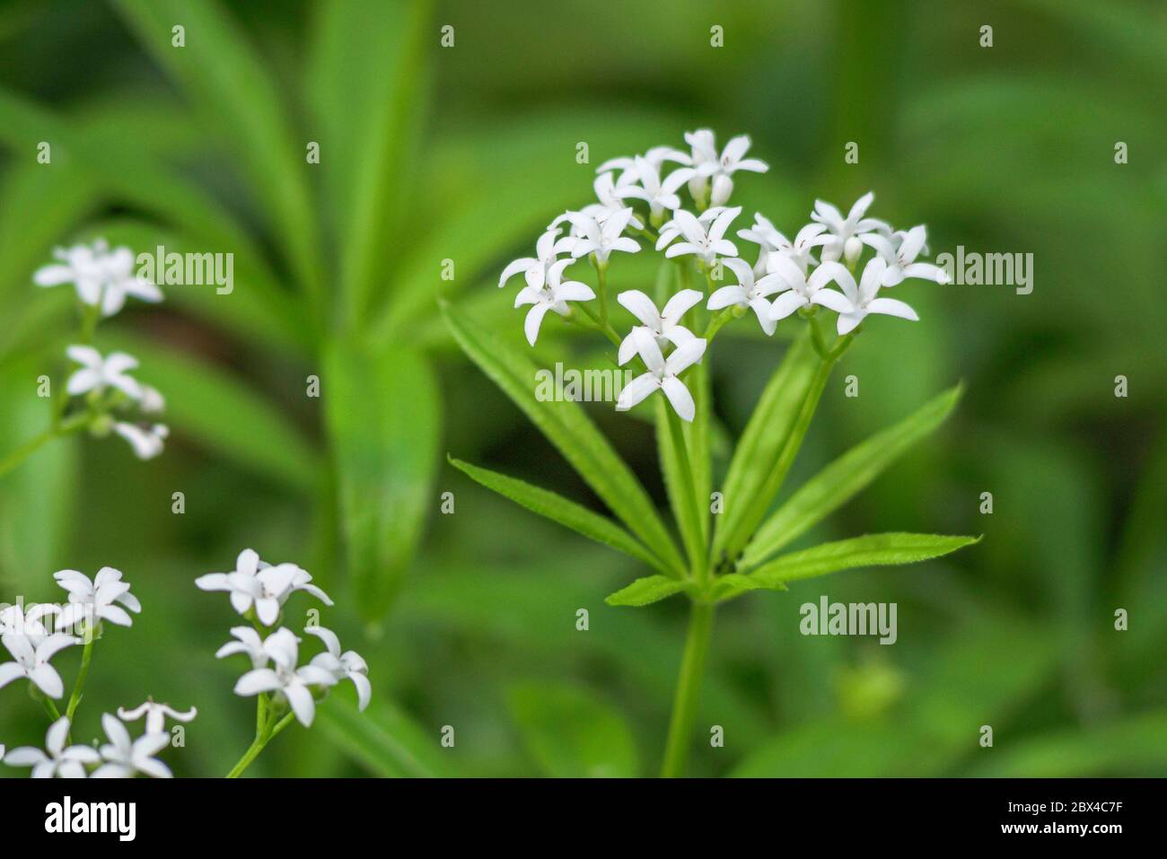 Douce Woodruff (Galium odoratum), Bavière, Allemagne, Europe Banque D'Images