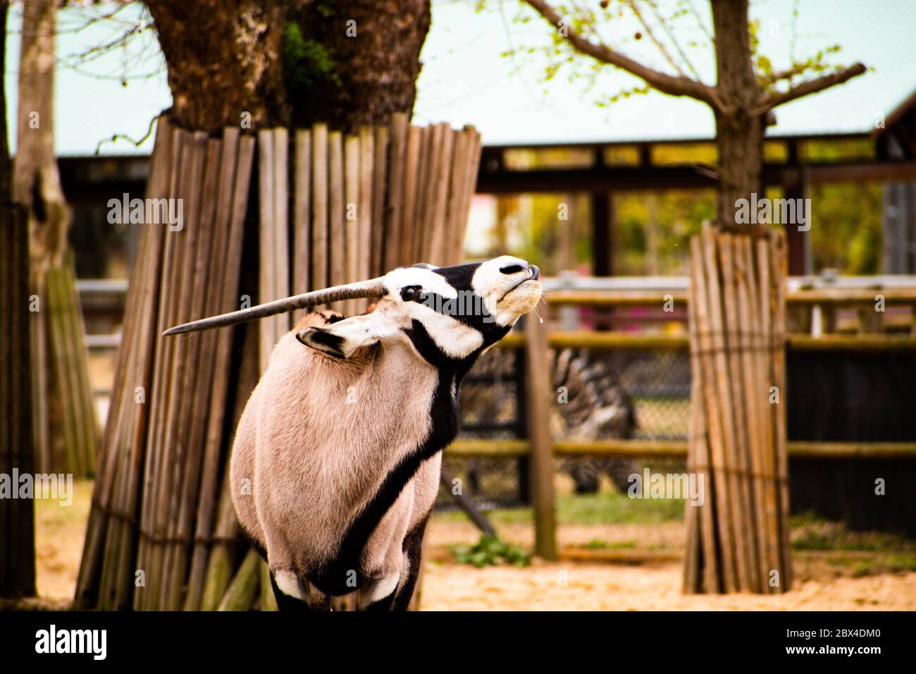 Portrait d'un gemsbok ou d'un gemsbuck dans son enceinte au zoo de la ville locale Banque D'Images