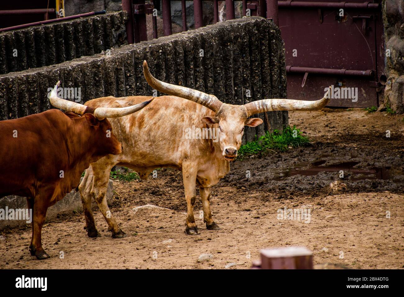 Texas Longhorn fixe pour la caméra Banque D'Images