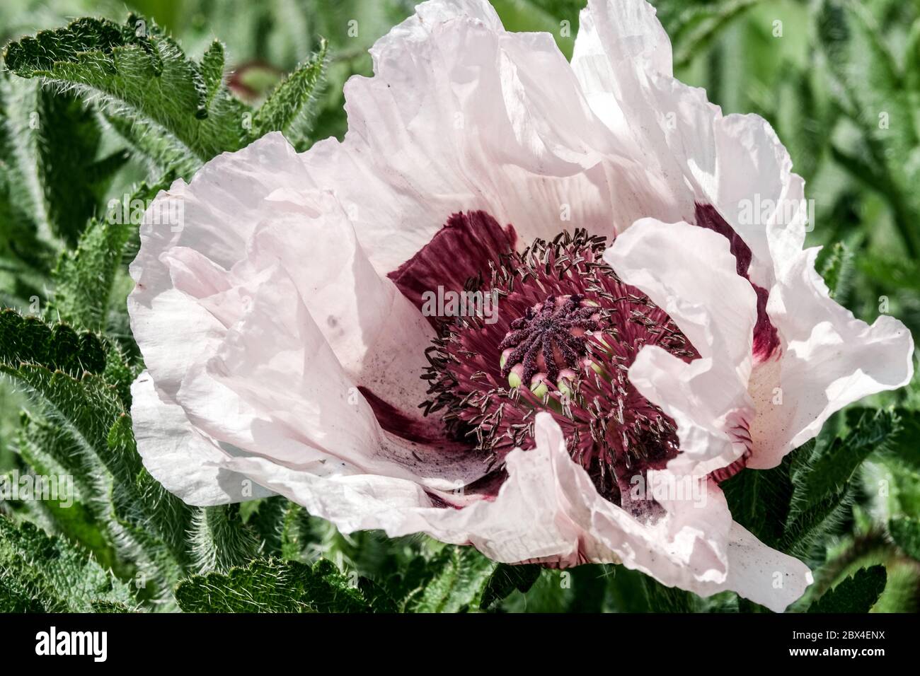 Coquelicot oriental Papaver orientale 'Perry's White', centre violet Banque D'Images