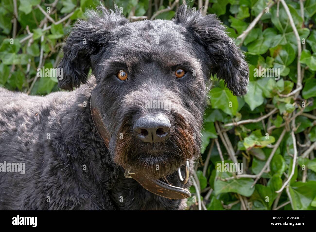 Portrait du Bouvier des Flandres, yeux orange, sur fond vert naturel Banque D'Images