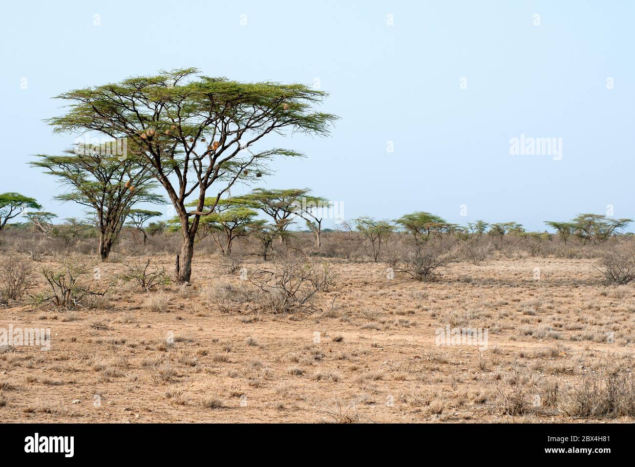 Parapluie thorn acacia, Vachellia tortilis, dans la savane à la réserve nationale de Samburu. Kenya. Afrique. Banque D'Images