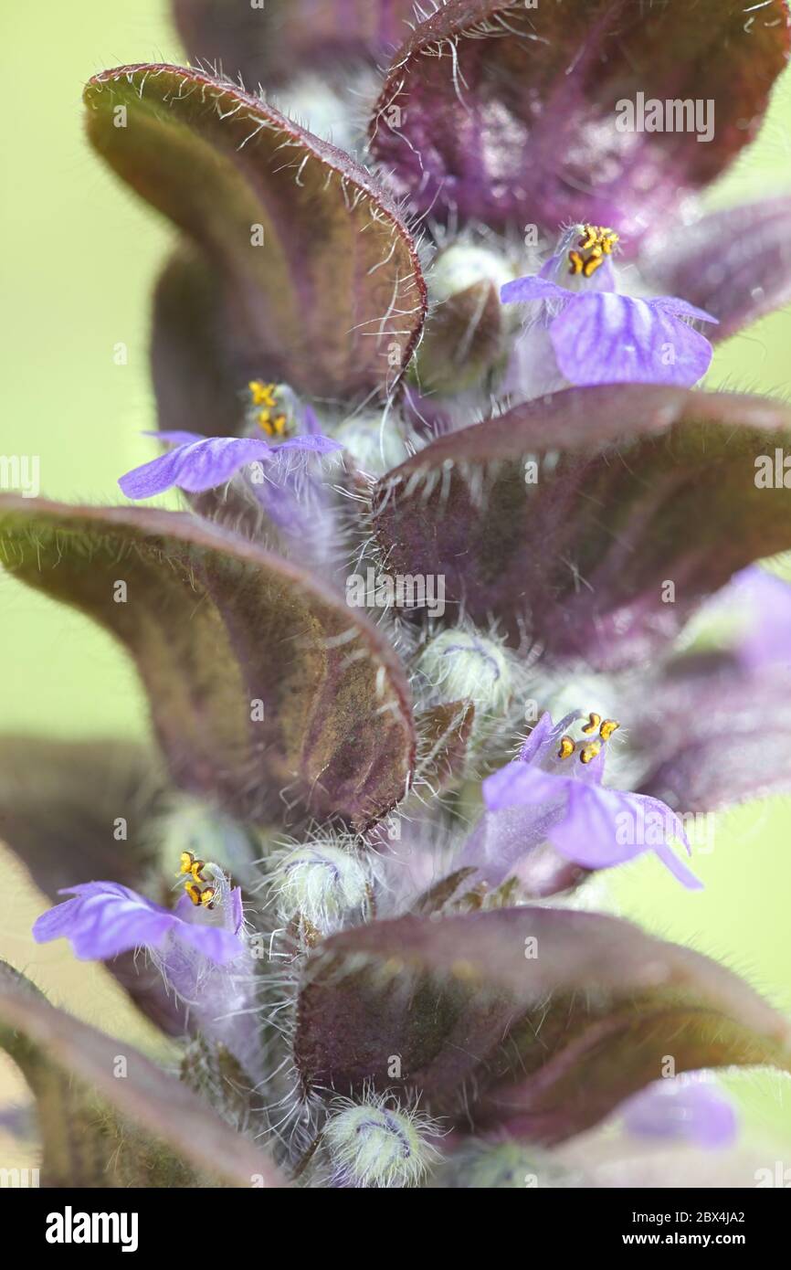 Ajuga pyramidalis, communément appelé bugle pyramidal Banque D'Images