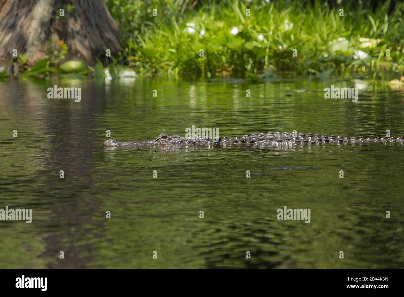 Alligator dans le marais d'Okefenokee, comté de Charlton, Géorgie, États-Unis Banque D'Images