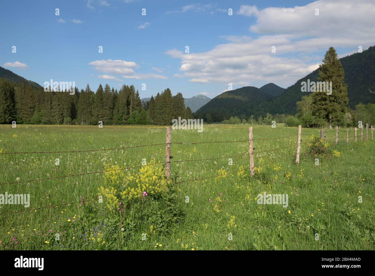 Prairie de fleurs de printemps et clôture barbelée, Jachenau, Bavière, Allemagne Banque D'Images