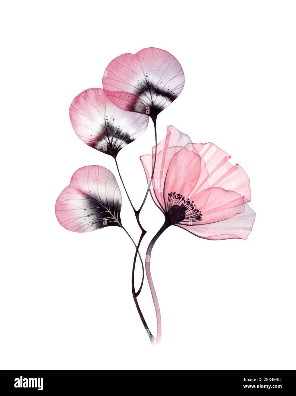 Bouquet d'aquarelle vintage. Grande fleur rose pourpre avec feuilles. Art botanique peint à la main Illustration florale isolée en gris pastel, violet Banque D'Images