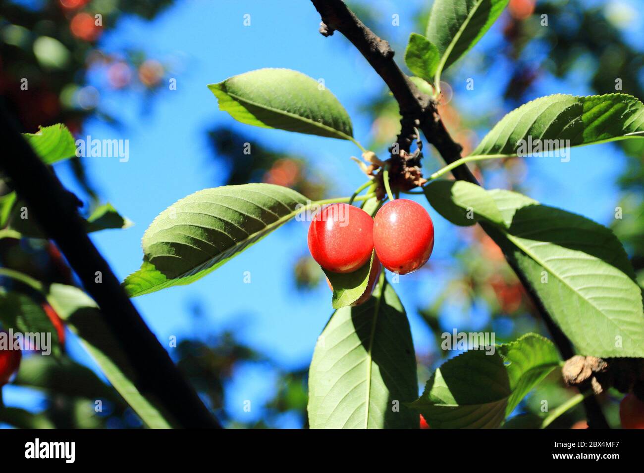 Fruit de cerise sur l'arbre, ciel bleu en arrière-plan Banque D'Images