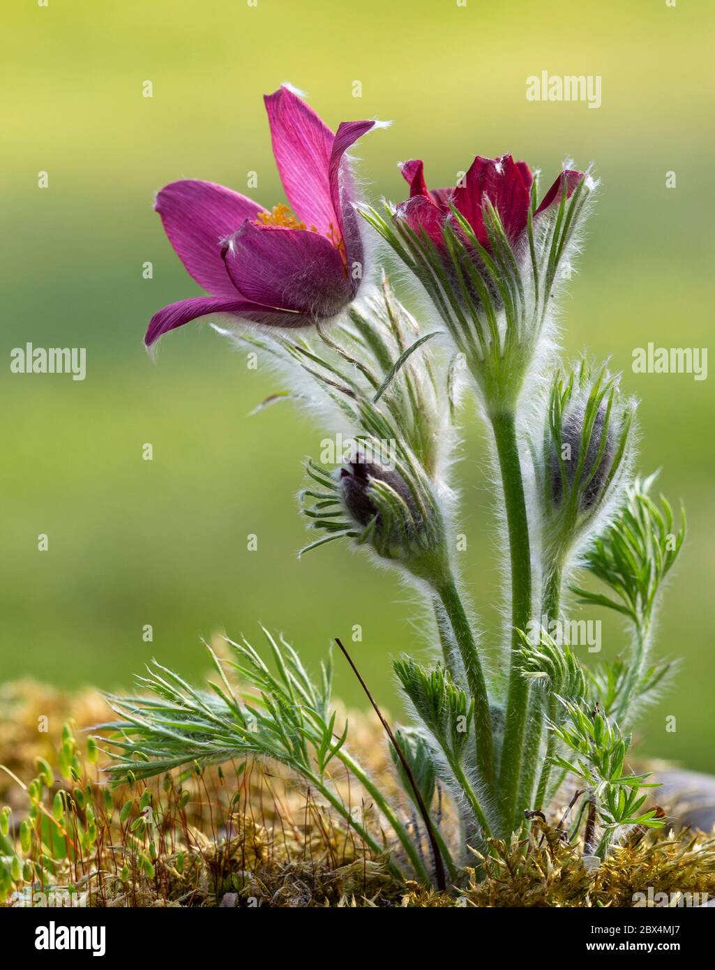 Pasqueflower, Pulsatilla vulgaris, en fleur à Pâques, avril. Monbucshire, pays de Galles. Famille des Ranunculaceae Banque D'Images