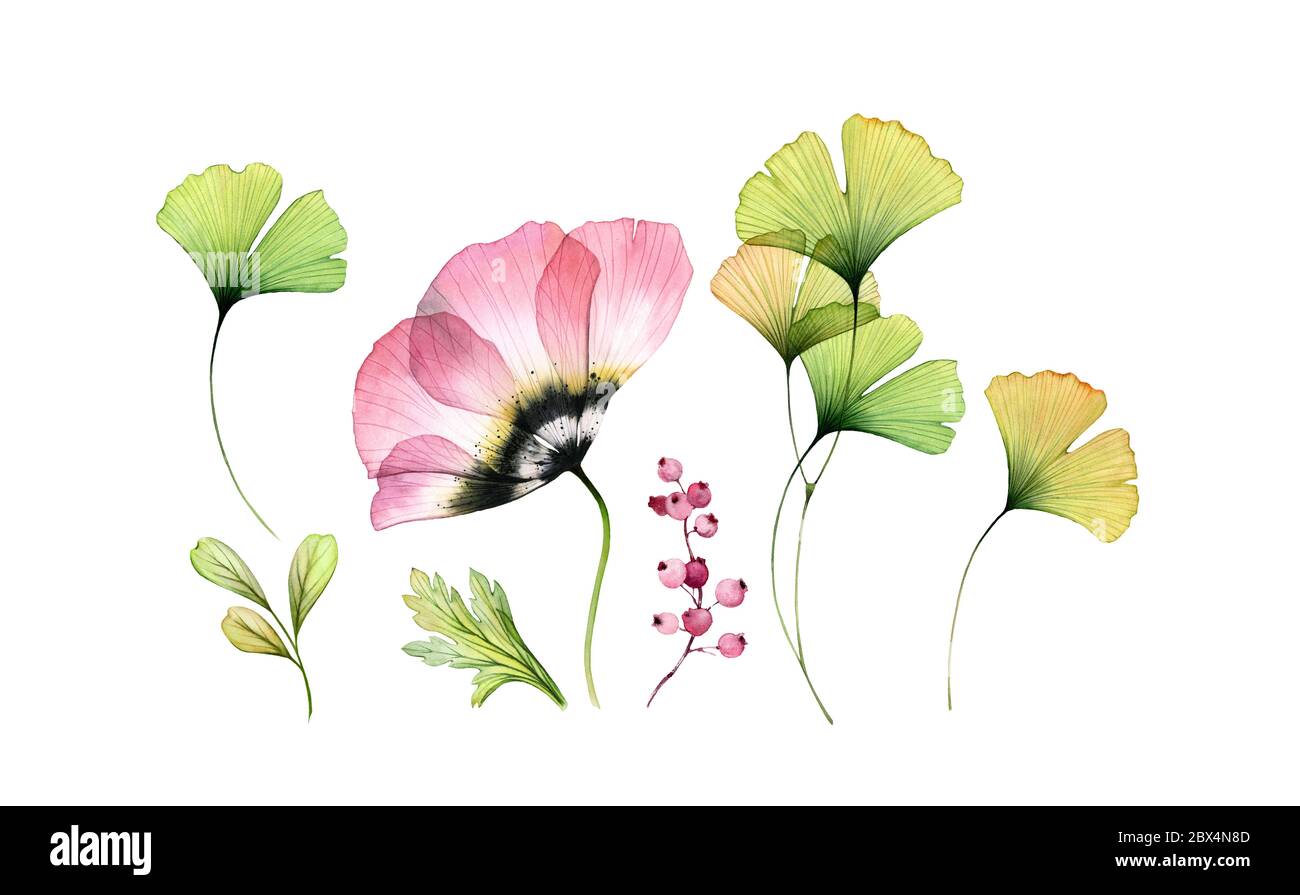 Ensemble de fleurs de tulipe aquarelle. Collection de fleurs transparentes, branche de gingko, baies isolées sur blanc. Illustrations botaniques pour cartes, mariage Banque D'Images