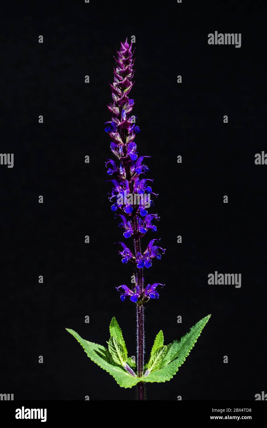 Studio gros plan de la fleur pourpre d'une Salvia nemorosa 'Caradonna' Banque D'Images