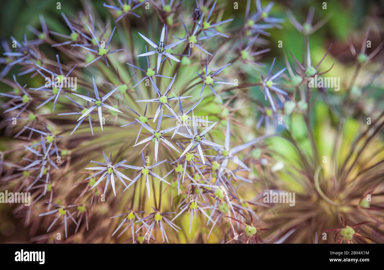 wild onion allium fleurs macro fond de détail Banque D'Images