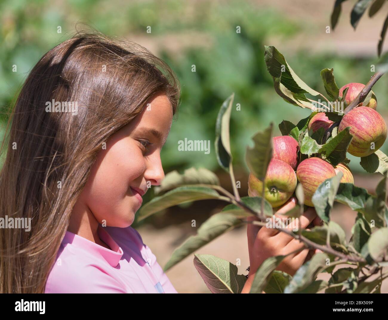 Une jeune fille de sept ans cueillant des pommes. Banque D'Images