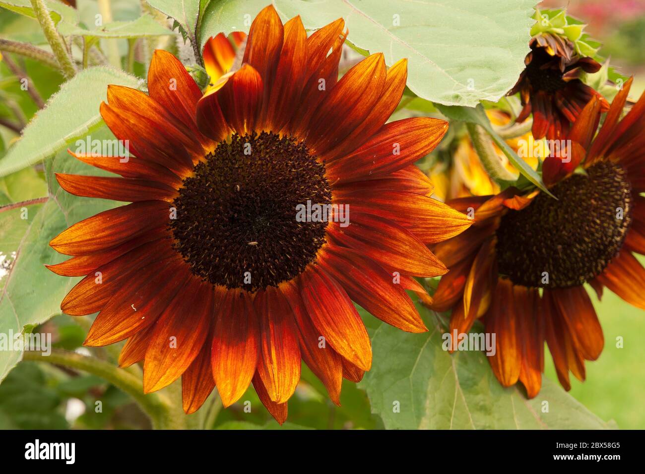 Sydney Australie, tournesol compact avec pétales orange et rouille Banque D'Images
