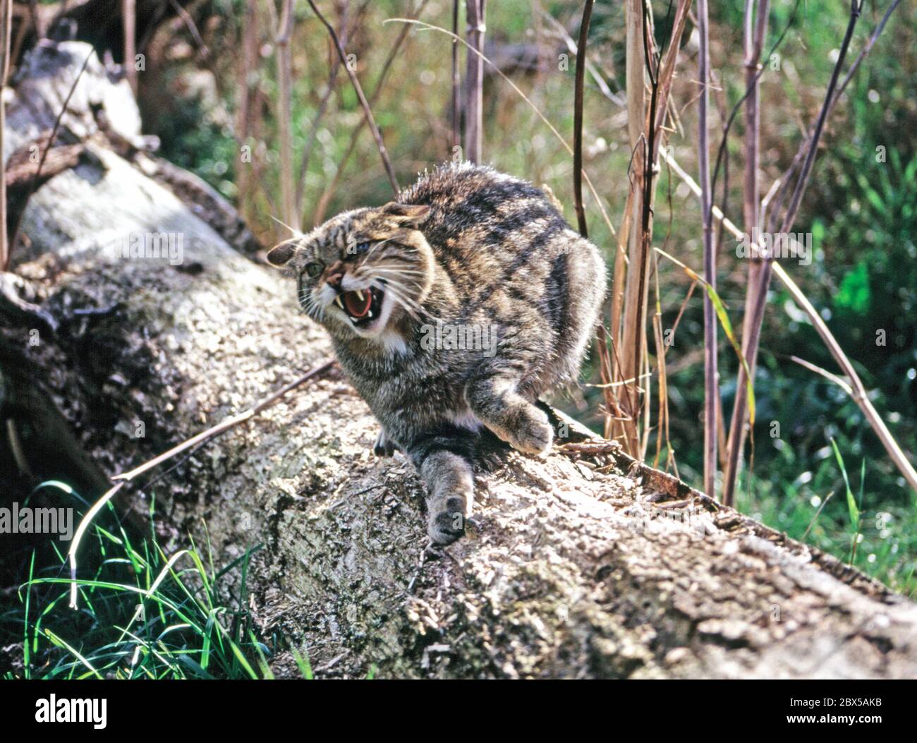 Le chat sauvage écossais Banque D'Images