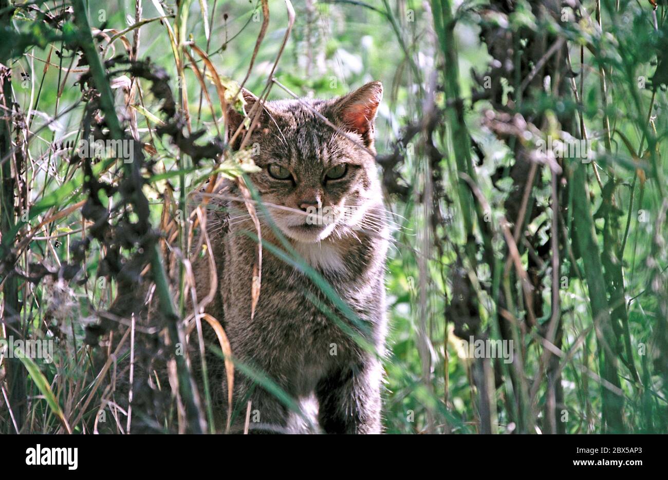 147682 Les animaux sauvages veronique mcleish