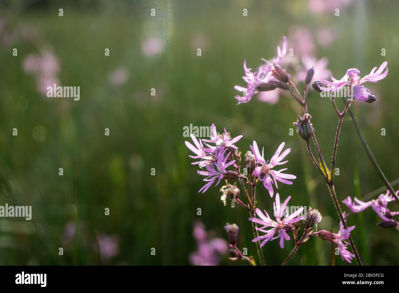 Les fleurs roses de Ragged Robin. Arrière éclairé par le soleil. Dans un pré en Angleterre. Banque D'Images